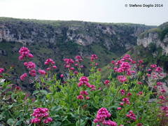 Centranthus ruber