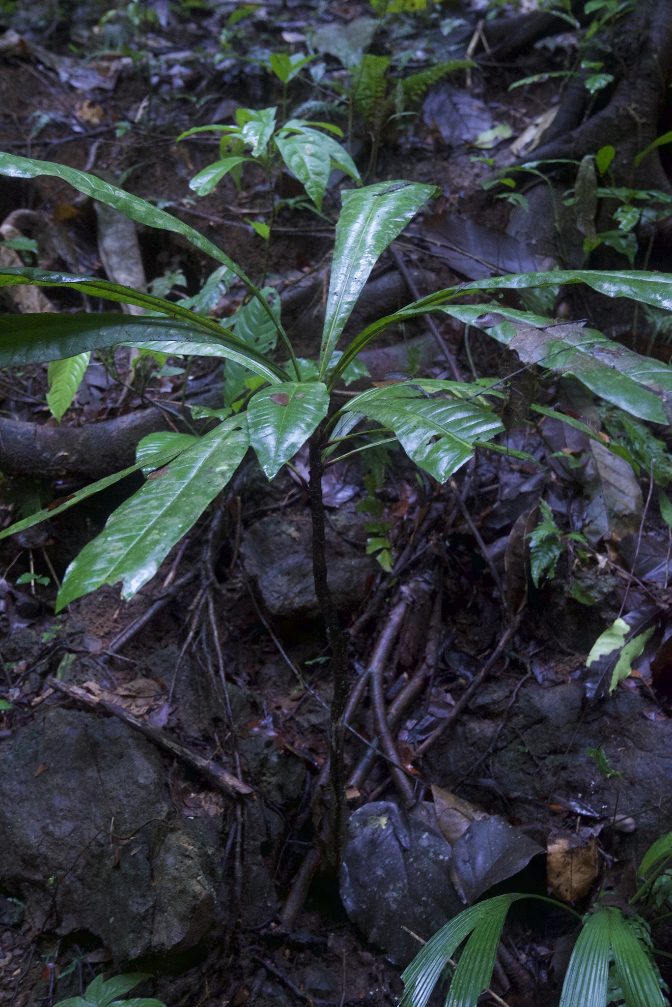 Imagem de Língua-de-tucano