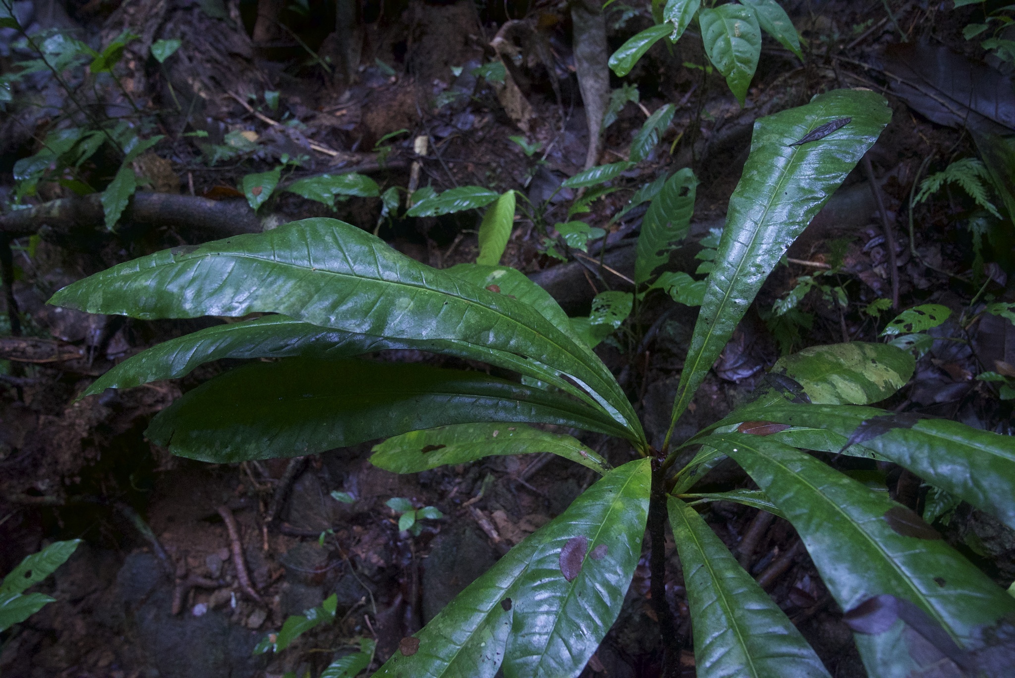 Imagem de Língua-de-tucano