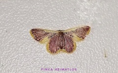 Tricentrogyna
