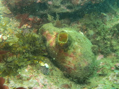 Paramolgula gregaria