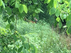 Odocoileus virginianus