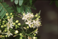 Gilletiodendron glandulosum