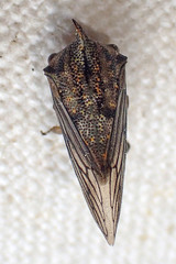 Platycotis