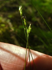 Carex leptalea