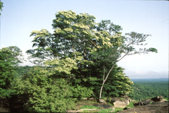 Gilletiodendron glandulosum