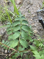 Hydrophyllum fendleri