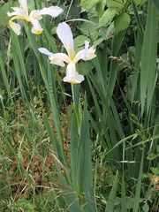 Iris orientalis