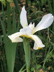 Iris orientalis