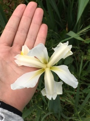 Iris orientalis