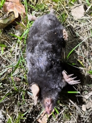 Talpa occidentalis