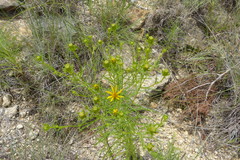 Dysodiopsis tagetoides