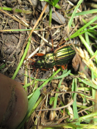 Golden Ground Beetle photo 4