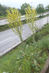 Verbascum speciosum