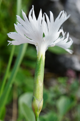 Dianthus lumnitzeri