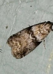 Sciota subcaesiella