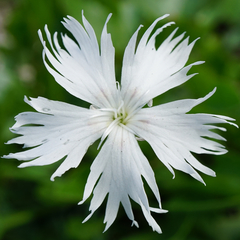 Dianthus lumnitzeri
