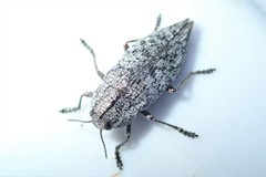 Poecilonota