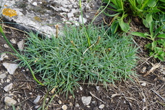 Dianthus lumnitzeri