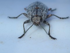 Poecilonota