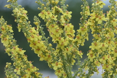 Verbascum speciosum