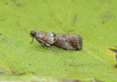 Acrobasis sodalella
