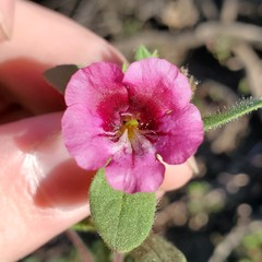 Diplacus constrictus