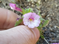 Diplacus constrictus