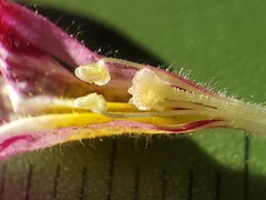 Diplacus constrictus