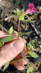 Diplacus constrictus