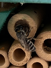 Chelostomoides