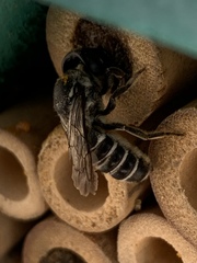 Chelostomoides