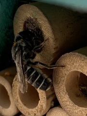 Chelostomoides