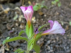 Diplacus constrictus