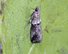 Acrobasis sodalella