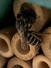 Chelostomoides