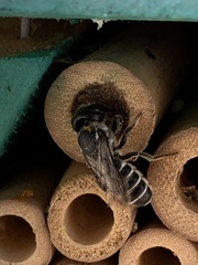 Chelostomoides