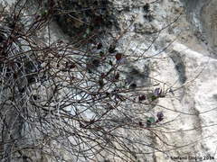 Capparis