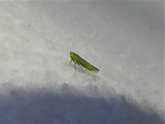 Neocoelidia tuberculata