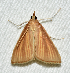 Nascia acutellus