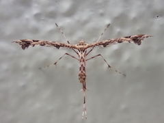 Amblyptilia pica