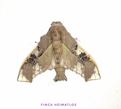 Parathyris cedonulli