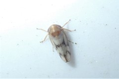 Macropsis bifasciata