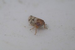 Macropsis bifasciata