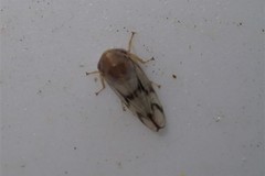 Macropsis bifasciata