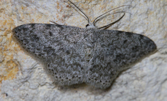 Scopula plantagenaria