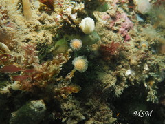 Sycozoa gaimardi
