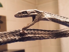 Philodryas chamissonis