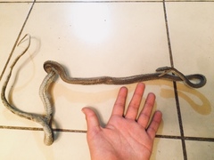 Philodryas chamissonis