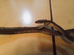 Philodryas chamissonis